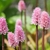 spikes of pink flowers