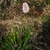 rosette of strap leaves & single erect spike of pink flowers.