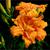 Hemerocallis
