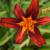 Hemerocallis
