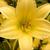 Hemerocallis