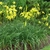 Tall stems bearing yellow flowers. Grassy foliage below.