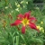 Daylily flower that is red with a yellow throat.