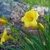 Golden yellow flowers over grassy foliage