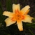 6 Petalled Flower - Summer - Buncombe Co., NC