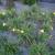 Hemerocallis