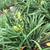 Hemerocallis hybrida