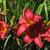 Hemerocallis hybrida