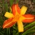2 Toned Flower - Summer - Buncombe Co., NC