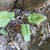 Three heart-shaped leaves