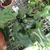 Gowing in a pot