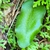 Leaf detail of a heart-shaped leaf