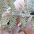 Underside of frond