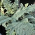 fern with hairs on fronds.