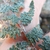 Closeup of fronds