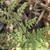 Leaves in spring