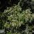 Heptacodium miconioides