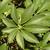 Heptapleurum arboricola