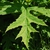 Leaf close-up (Boone, NC)-Mid Summer