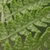 Abaxial side of frond showing c-shaped sori