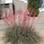 Tuft of stiff, narrow, grassy leaves. Spikes of red flowers.