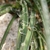 Close-up of leaves with marginal fibers.