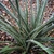 Close-up of a rosette of stiff leaves with marginal fibers.