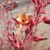 Close-up on red flowers (with yellow interiors). Stalks red.