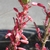 Close-up on red flowers (with yellow interiors) & a capsule.