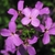 Clusters of pink, 4-petaled flowers.