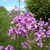 Clusters of pink, 4-petaled flowers.