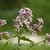 Clusters of pink, 4-petaled flowers.