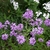 Clusters of pink, 4-petaled flowers.
