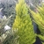 Conical conifer with chartreuse foliage.
