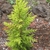 A young erect tree with spreading branches & yellow foliage.