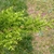 Scaly branch with yellow new growth.