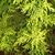 Close-up of the foliage to show color.