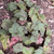 Rosettes of bronzy green leaves and old flower stalks.