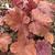 Rosette of pinkish-bronze-gold lobed and serrate leaves.