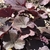 Dark, scalloped leaves.
