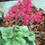green rosette plant with clusters of small dark pink flowers.