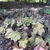 Rosette of bronze-green leaves and old flower stalks.
