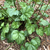 Green foliage in a rosette. Leaves roundish but lobed.