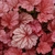 Lobed leaves that are pale pink with red veins.