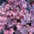 Pink-purple foliage and scalloped leaves.