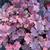 Heuchera 'Berry Smoothie' leaves