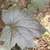 Reddish purple, lobed leaf