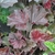 Reddish purple, lobed leaves in a mound.