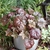 Reddish purple, lobed foliage in a container.