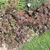 Reddish purple, lobed foliage forming a border around a lawn.